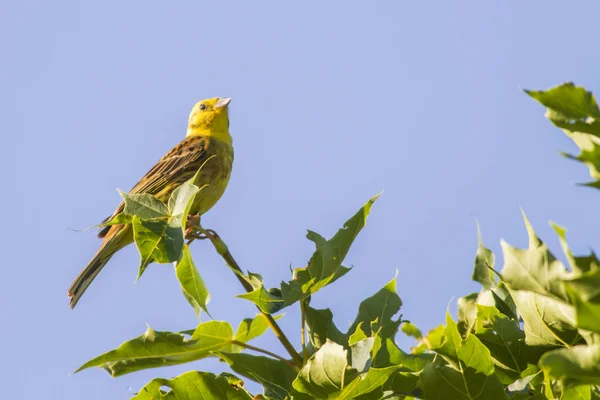 Yellowhammer Uccello Canterino Fauna Natura Emberiza Citrinella — Foto Stock