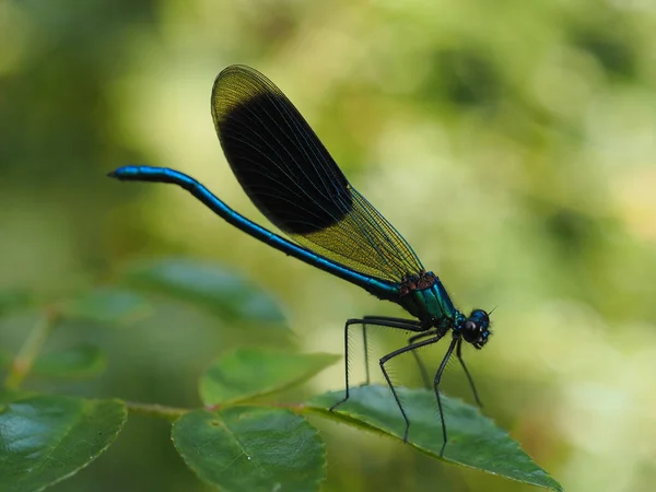 Libelleninsekt Kleiner Käfer Mit Flügeln Der Natur — Stockfoto