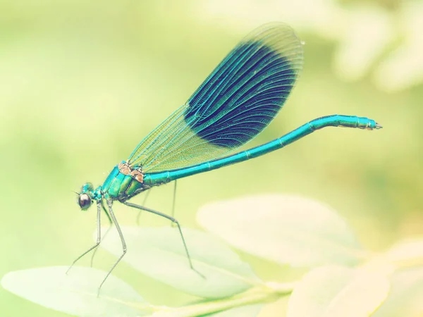 Detailní Makro Pohled Hmyz Vážky — Stock fotografie