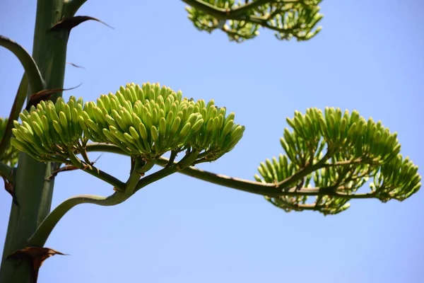 Liście Agawy Flora Drzew — Zdjęcie stockowe