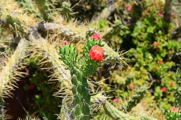 Chuckly Kaktus España — Foto de Stock