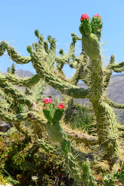 Prickly Cactus Plant Tropical Flora — Stock Photo, Image