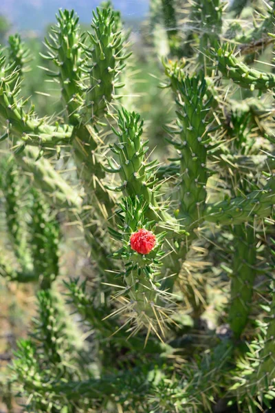 Roślina Kaktusowa Flora Tropikalna — Zdjęcie stockowe