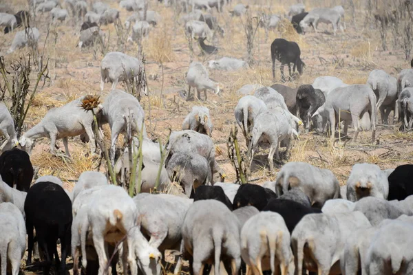 Grazing Sheep Pasture Spain — Stock Photo, Image