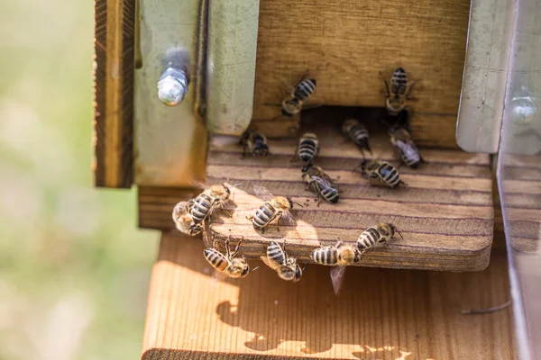 Pszczoły Miodne Ulu — Zdjęcie stockowe