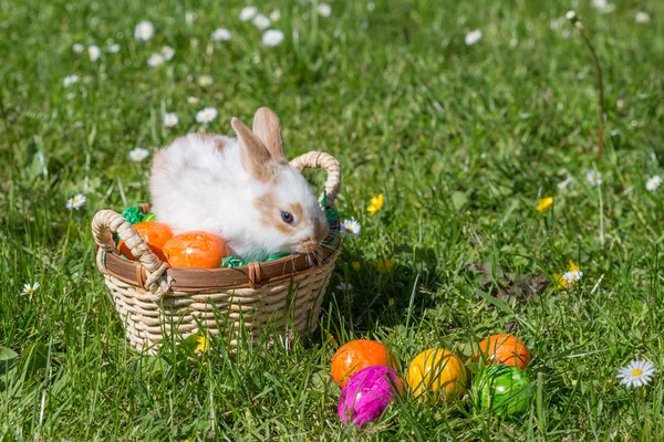 Easter Bunny Nest — Stock Photo, Image