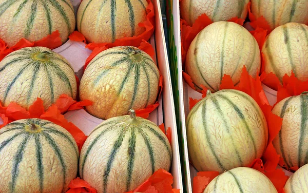 Melons Cantaloup Marché — Photo