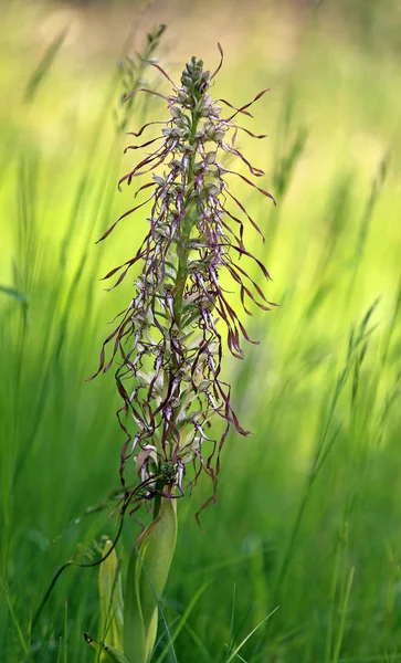 Macro Bocks Lengua Correa Himantoglossum Hircinum — Foto de Stock