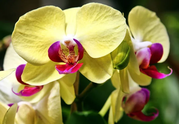Gul Blommande Falaenopsis Orkidé — Stockfoto