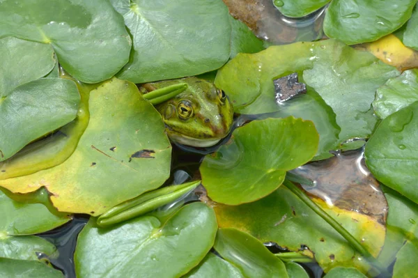 Frog Hiding Green Background — Stock Photo, Image