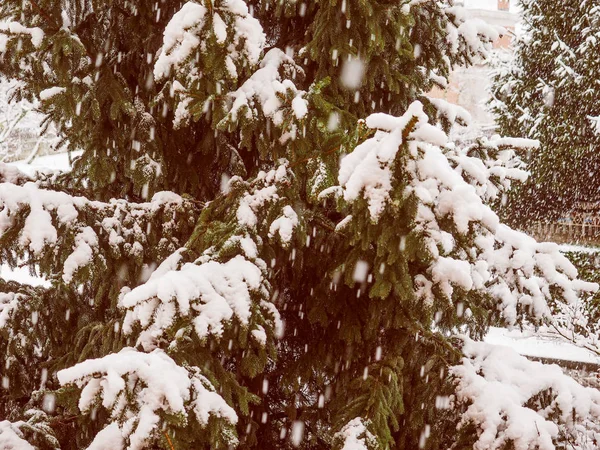 Planta Conífera Pino Aspecto Venado Género Pinus Cubierta Nieve Invierno — Foto de Stock