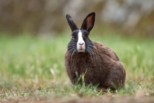 Lapin Sauvage Très Mignon Aux Yeux Bleus Rares — Photo