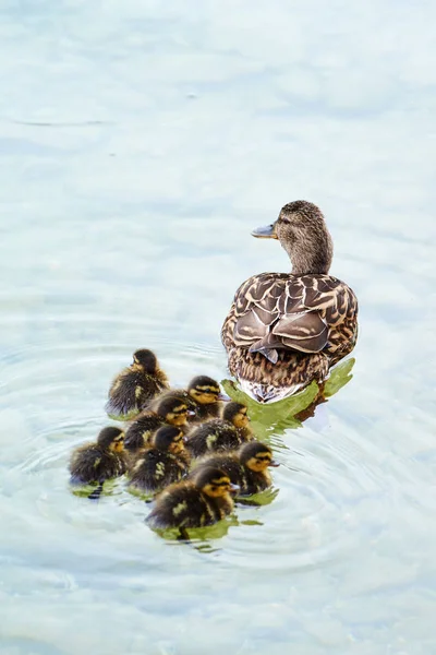 Beautiful Shot Showing Duck Family Action Young Chicks First Easy — Stock Photo, Image