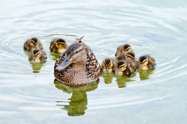 Una Madre Anatra Prende Strada Con Suoi Otto Ragazzi Pulcini — Foto Stock