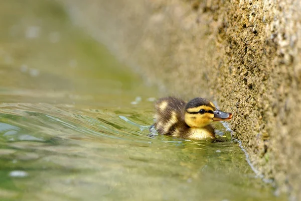 Schattig Eendje Zwemt Langs Een Muur Zoek Naar Iets Eetbaar — Stockfoto