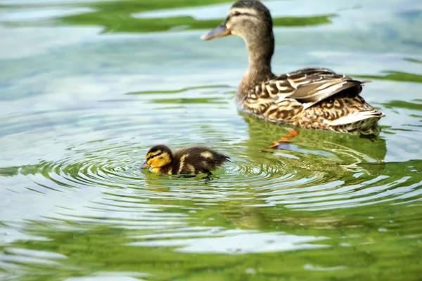 Sweet Ducklings Produced Beaks Water Small Circular Waves — Stock Photo, Image