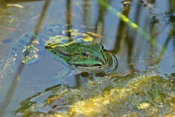 Sapo Comestível Verde Sapo Europeu Sapo Água Comum — Fotografia de Stock