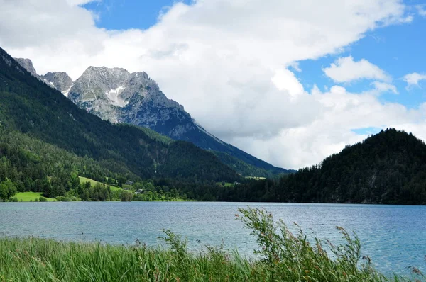 Doğa Koruma Alanında Vahşi Kayzer Tiro — Stok fotoğraf