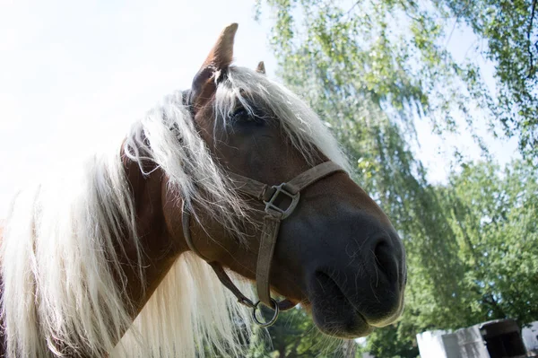 Haflinger Sous Différents Angles — Photo