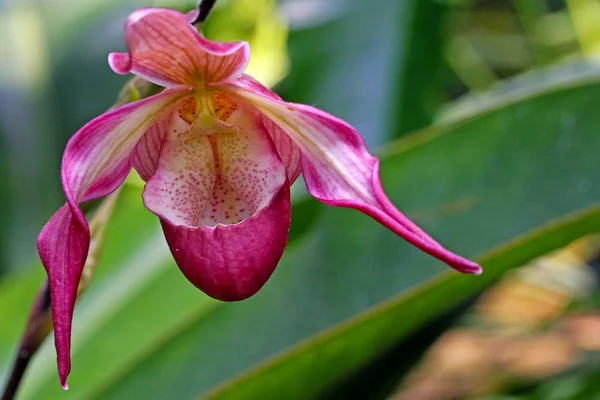 Orchidee Bloem Tuin — Stockfoto