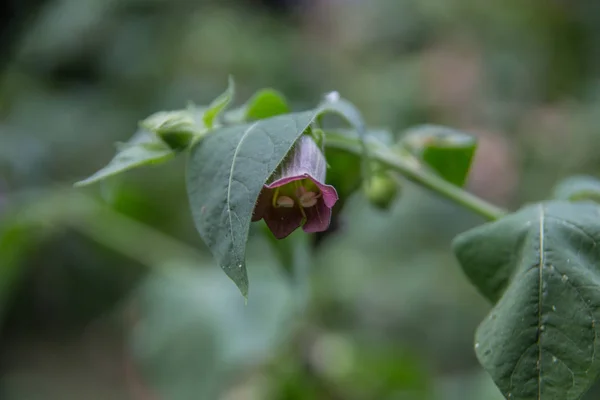 Verschiedene Blüten Selektiver Fokus — Stockfoto