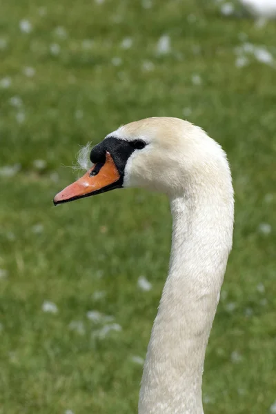 Simmande Fågel Vildhetsbegreppet — Stockfoto