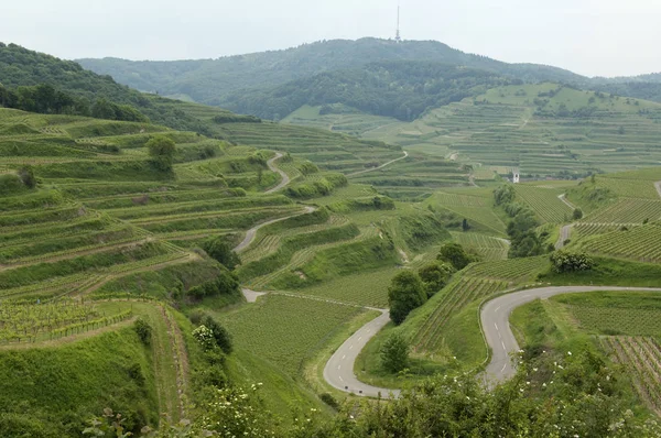 Weinterrassen Weinanbaugebiet Weinberg Terrassen Kaiserstuhl — Stockfoto