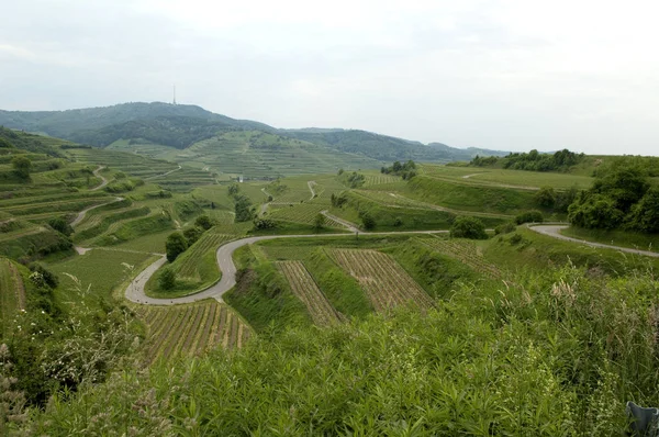 Weinterrassen Weinanbaugebiet Weinberg Terrassen Kaiserstuhl — Foto de Stock