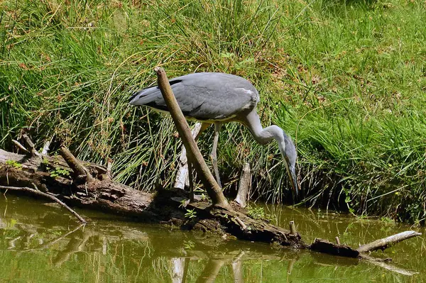 Vacker Utsikt Över Heron Fågel Naturen — Stockfoto