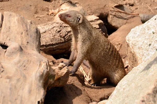 Animais Meerkat Vida Selvagem Suricata Suricatta — Fotografia de Stock