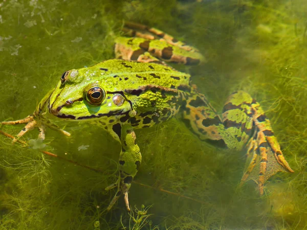 Teichfrosch Pelophylax Esculentus — Stockfoto