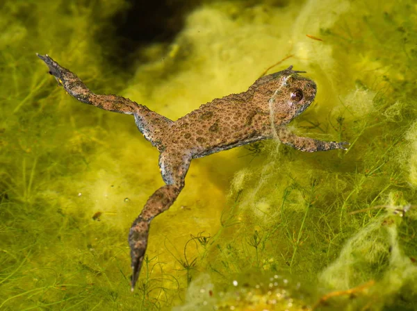 Gelbbauchunke Pond Bombina Variegata — Stock Photo, Image