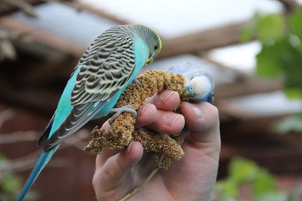 Budgie Sentado Sua Mão Comendo Milheto — Fotografia de Stock