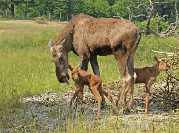 ムース牛 Alces Ales クリーニング彼女の11日間の古い双子 — ストック写真