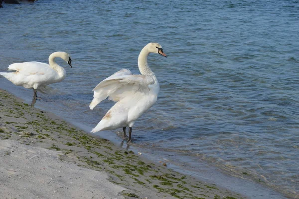 Cigni Sulla Spiaggia — Foto Stock