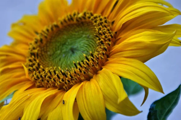 Nahaufnahme Einer Sonnenblume — Stockfoto
