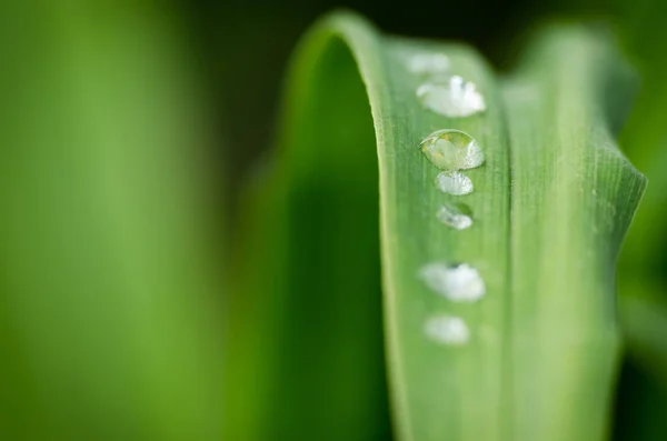 Piękne Botaniczne Ujęcie Naturalna Tapeta — Zdjęcie stockowe