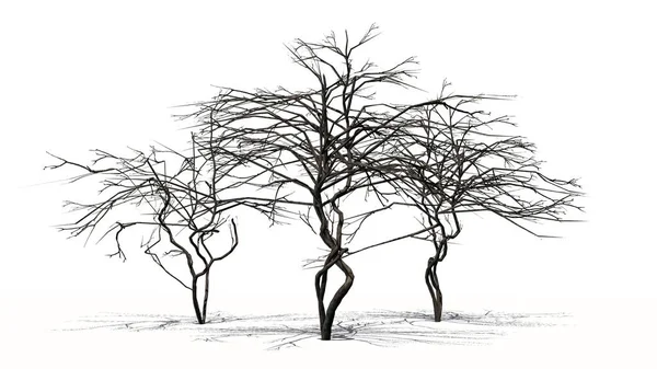 Drzewo Cytrynowe Zimie Izolowane Białym Tle — Zdjęcie stockowe