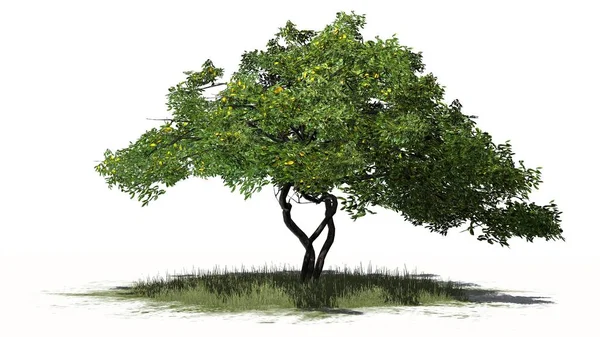 Limão Árvore Com Frutas Isolado Fundo Branco — Fotografia de Stock