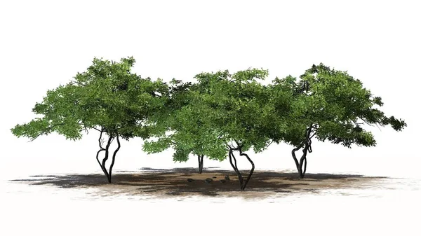 Citroenbomen Met Fruit Geïsoleerd Witte Achtergrond — Stockfoto