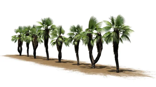 Kínai Fan Palms Fehér Alapon — Stock Fotó