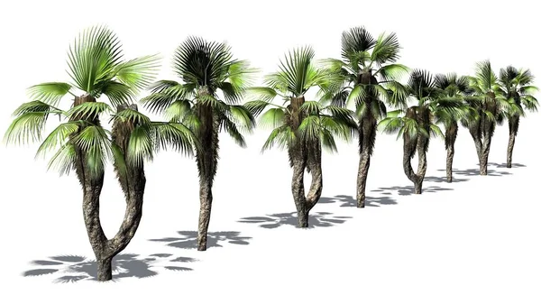 Palmiers Ventilateur Chinois Sur Fond Blanc — Photo