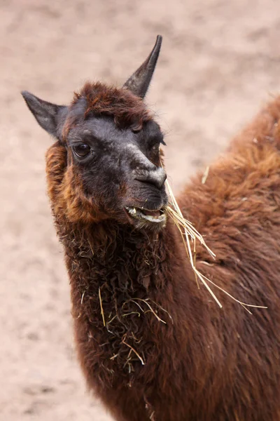 Llama Animal, funny long neck animal