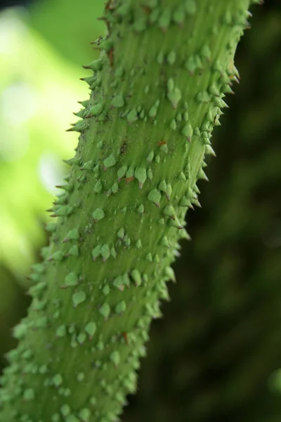 Piękne Botaniczne Ujęcie Naturalna Tapeta — Zdjęcie stockowe