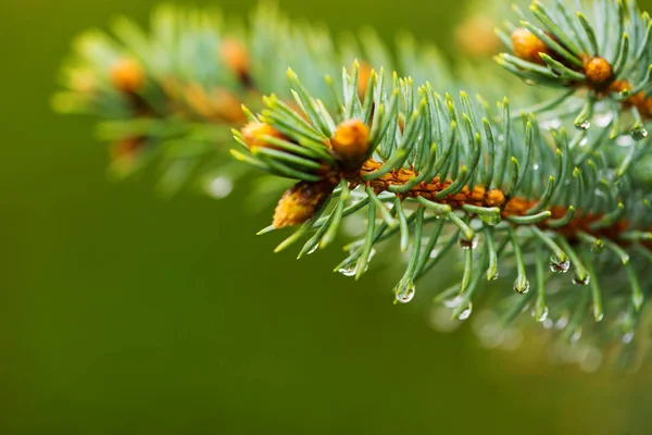 Blue Fir Branch Isolated Green Background Macro Shot — Stock Photo, Image
