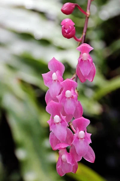 花を咲かせるランの花序 Symphyglossum Sanguineum — ストック写真