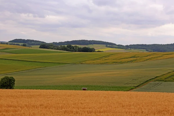 霍芬海姆附近克勒奇高的谷物田和玉米地 — 图库照片