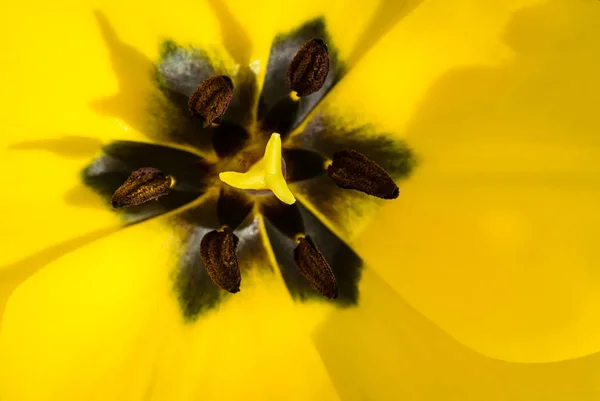 Vista Panorámica Hermosas Flores Tulipán — Foto de Stock