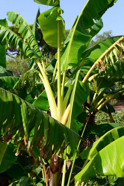 Árbol Plátano España — Foto de Stock