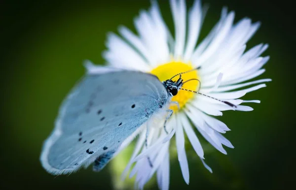 マクロとしてマルグリットの花に閉じた翼を持つ青目 — ストック写真